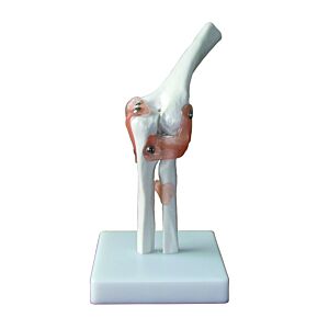 Life Size Elbow Model on Stand
