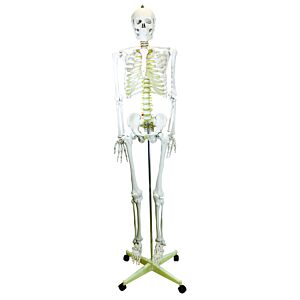 Life Size Skeleton Model on Mobile Stand