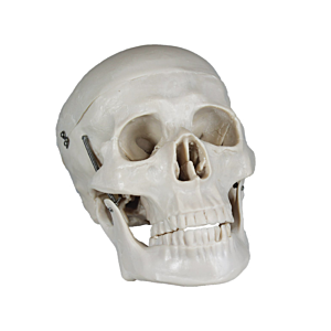 Skull Model