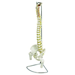 Life Size Spine Model with Femur Heads with Stand