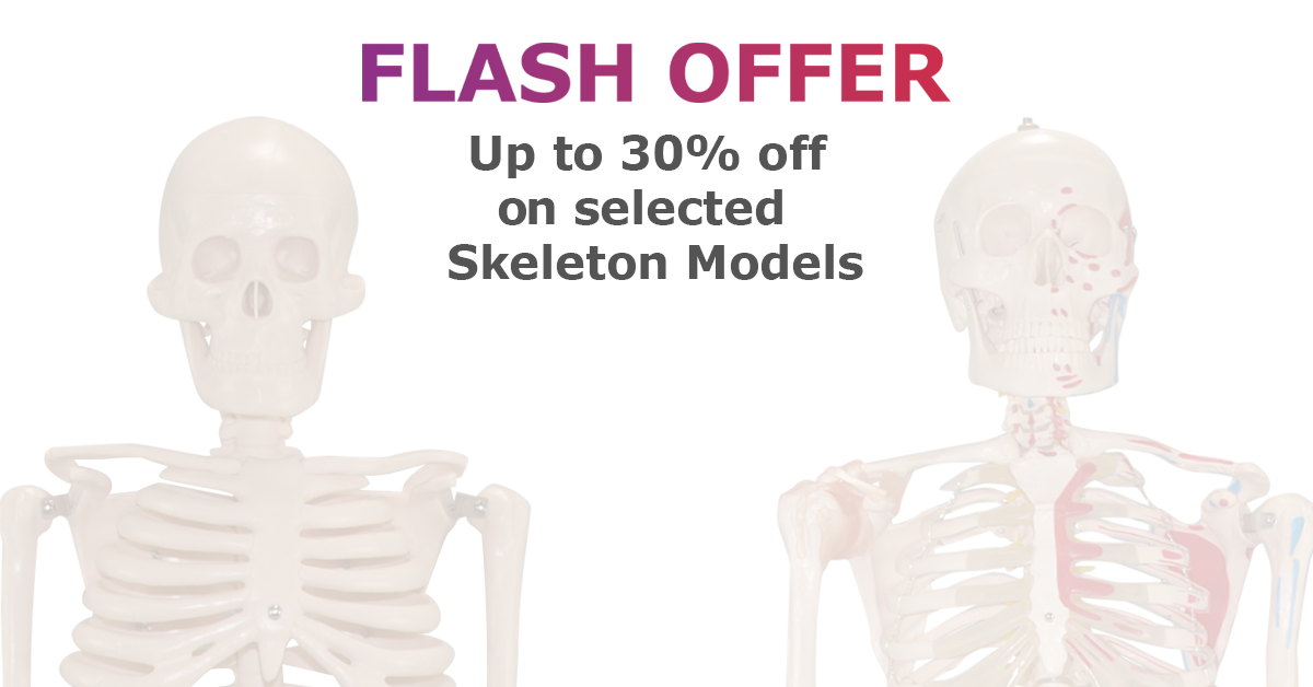Special offer on skeletons