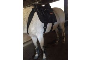 A saddled horse standing in a stable, illustrating the posture and core‑engagement focus associated with the Equiband Thoracic Sling Set used in targeted training and rehabilitation.