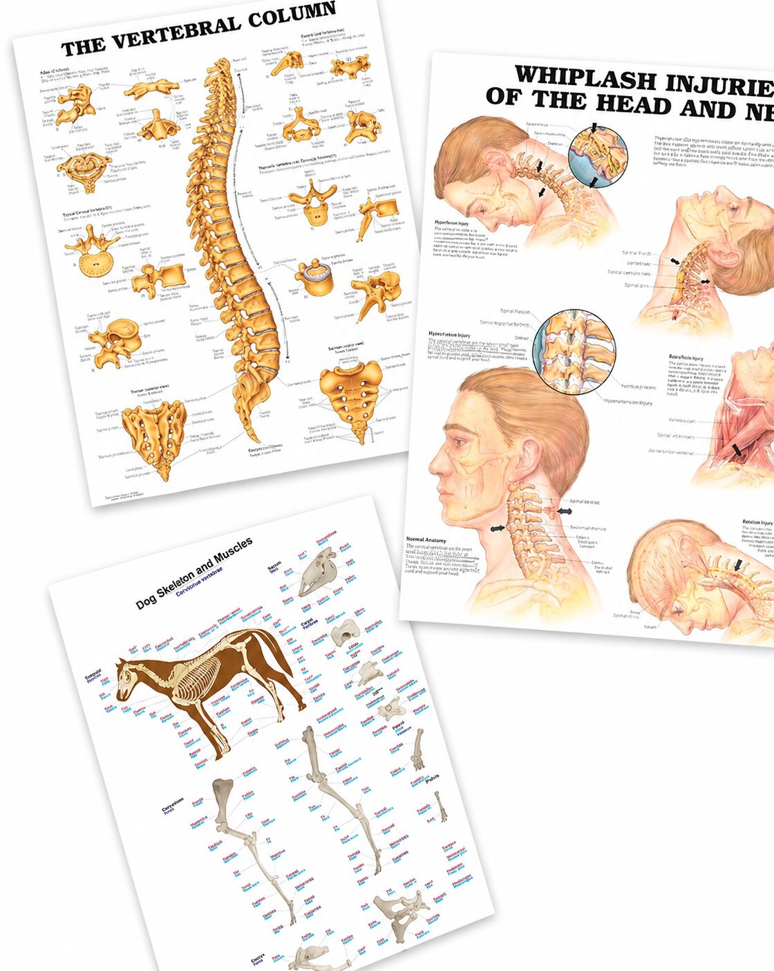 Anatomical Charts