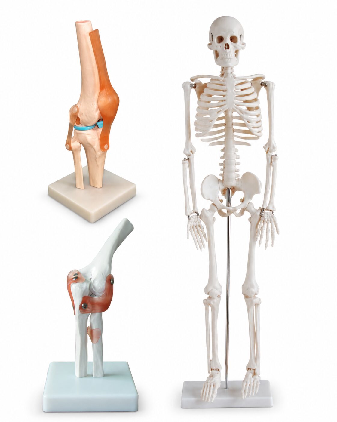 Anatomical Models