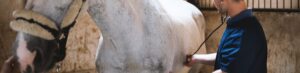 New Research: What's the Optimum Treatment Time for Trimwave H-Wave Therapy in Horses?
