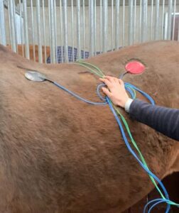 Electrodes placed either side of the spine on a horse's Longissimus dorsi muscle during Trimwave H-wave treatment